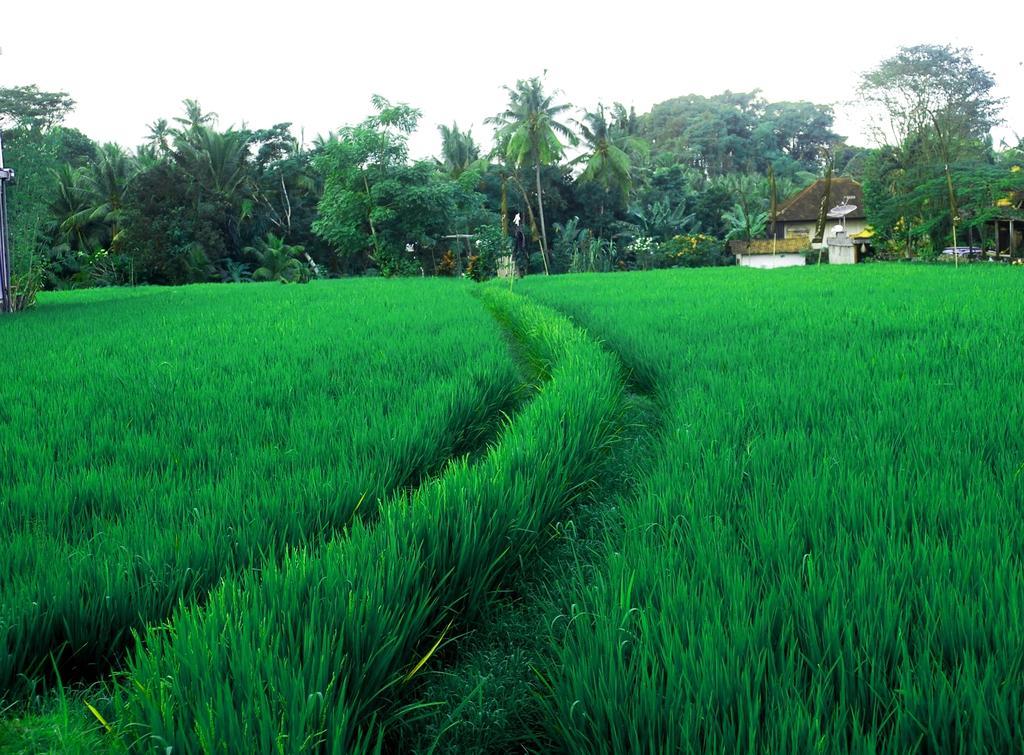Adi Santia Bungalows อูบุด ภายนอก รูปภาพ